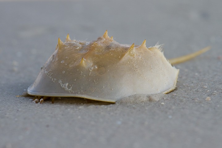 Pfeilschwanzkrebs Limulus polyphemus horseshoe crab 